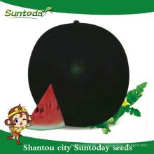 Suntoday high times à vendre balck round légumes hybride F1 acheter heriloom planteur en ligne sudan Organic pastèque graines (11005)